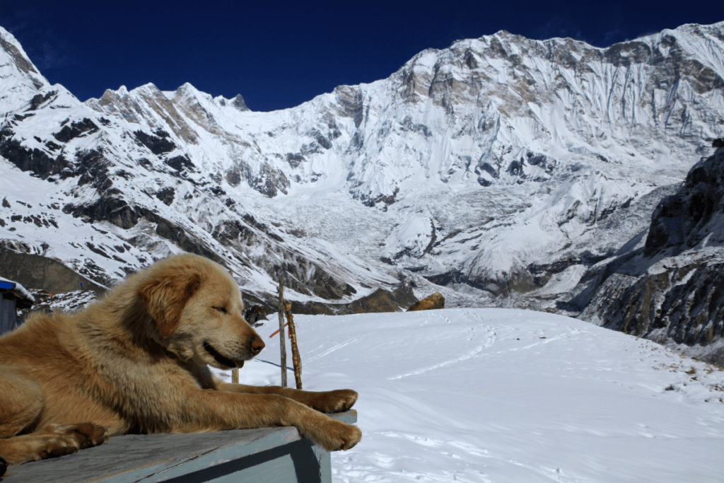 Annapurna Base Camp-4130m, Annapurna South, Annapurna Massif, Himalayas, Nepal