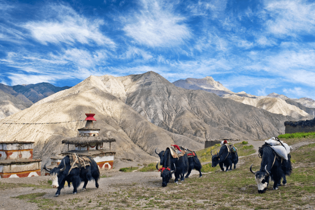 Upper Dolpo Nepal, Caravan of yaks