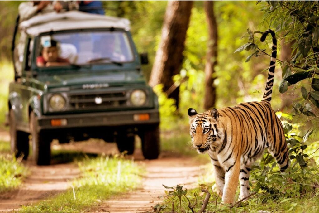 "Bangle Tiger in Chitwan nation park, Nepal"