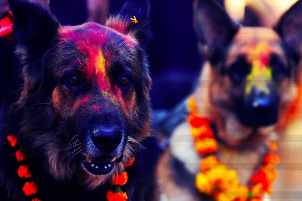 Dog Tihar/Kurkur Tihar