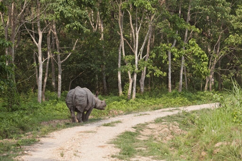 Indian Rhino in Chitwan