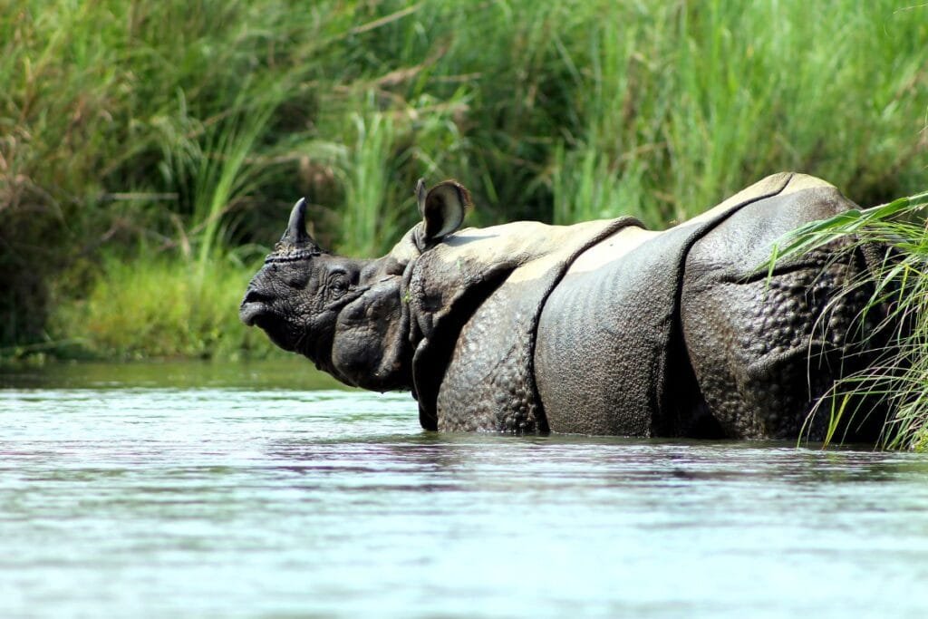 Rhino in Chitwan National Park