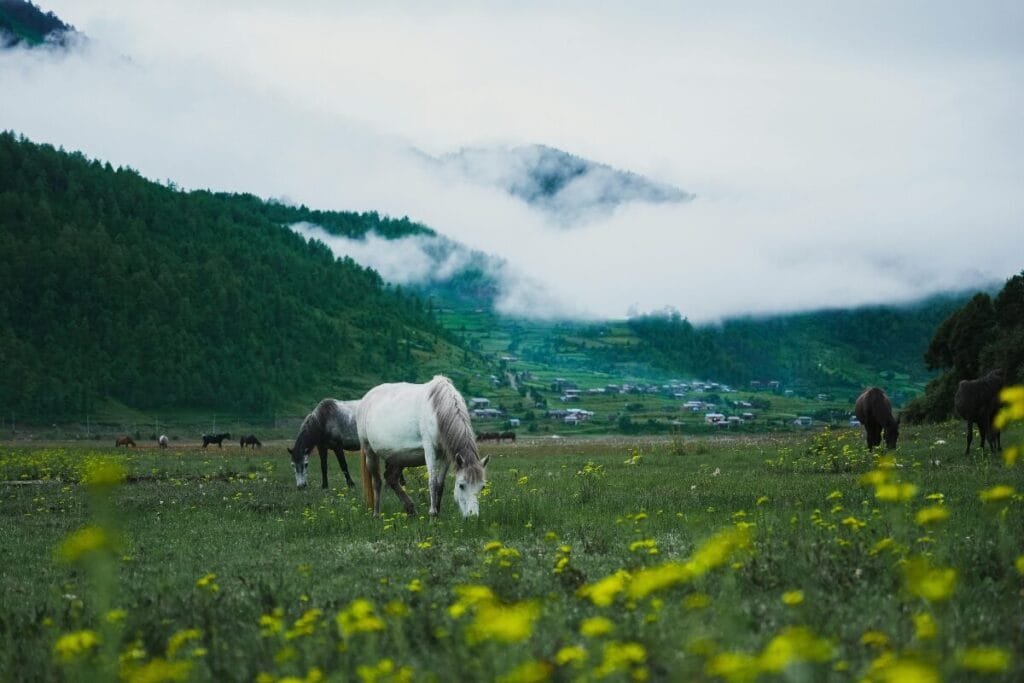 Scenic View of Horses Grazing in Nepal's Gandaki Province