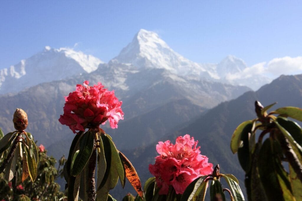 Rhododendron flowers Infront of Annapurna south, Nepal