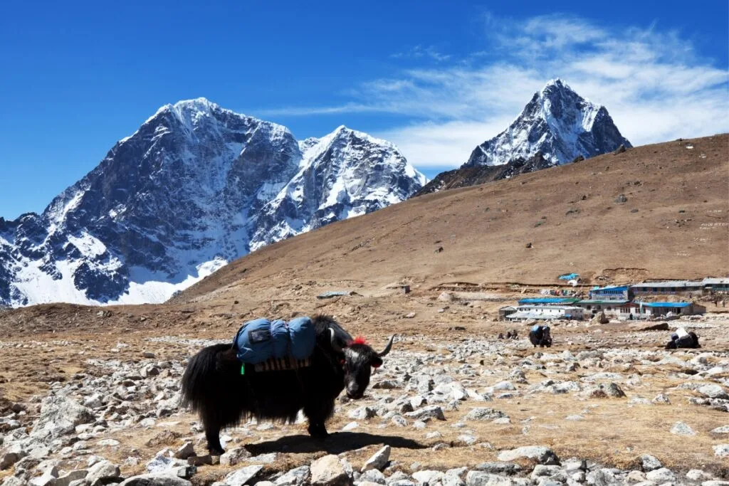 Yak in Khumbu, Dingboche Nepal